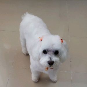 Meet your Posher, Liz